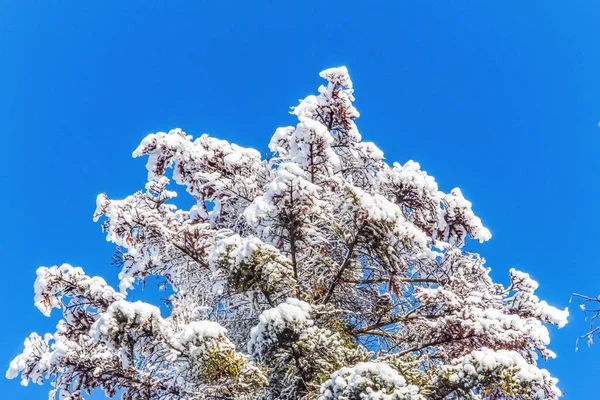 Ormanın güzel manzarası