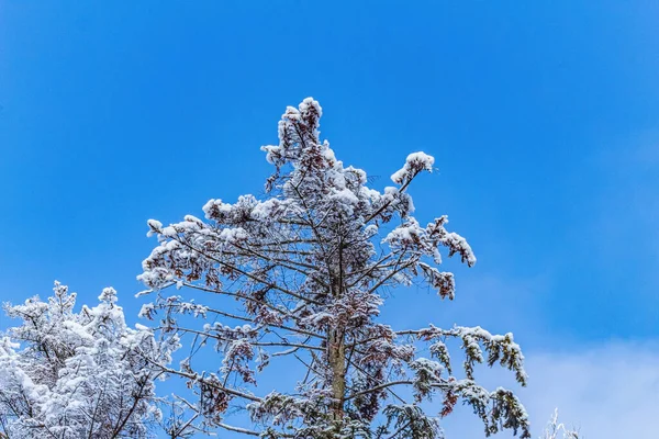 snowy orman ile kış manzarası.