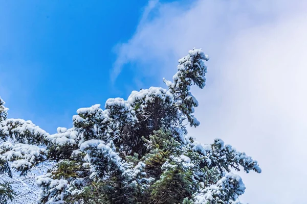 ağaçlar mavi gökyüzü arka plan karşı kar kaplı
