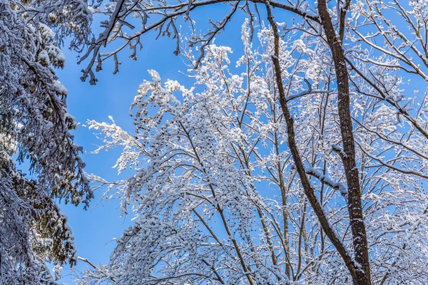 Karla kaplı ağaçlarla kaplı kış manzarası