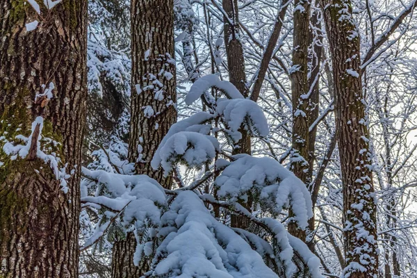 Kış manzarası. Karlı orman karla kaplı..