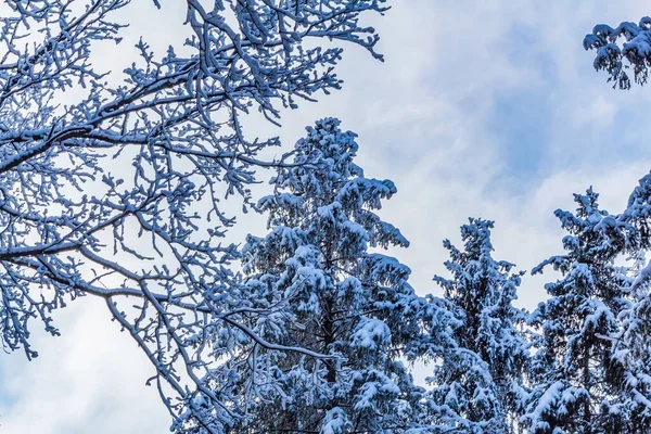 Güzel kış ormanı karla kaplı ağaçlarla