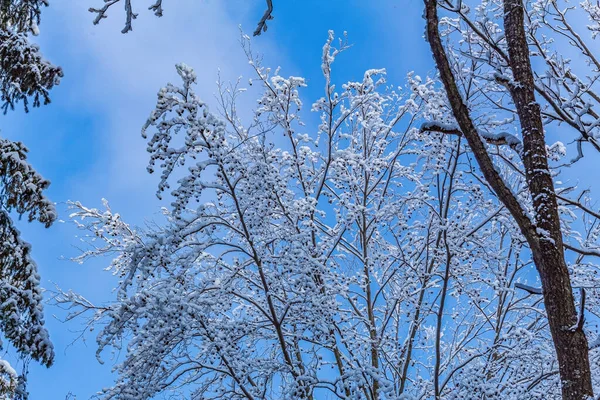 Karda kış manzarası