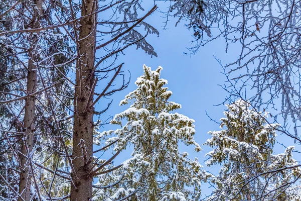kar - mavi gökyüzüne karşı çam ağacı