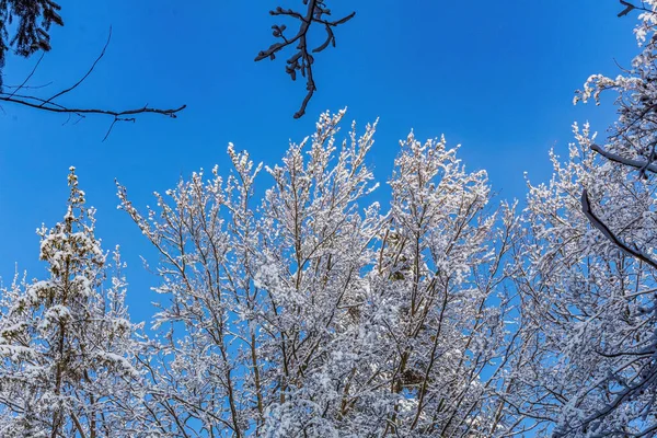 Karla kaplı ağaçlarla kaplı güzel kış manzarası