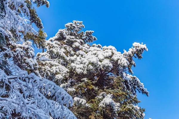Kışın ağaçlar karla kaplanır.
