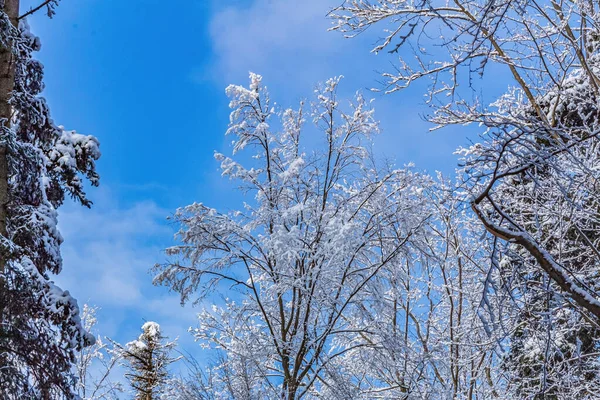Karla kaplı ağaçlarla kaplı güzel kış manzarası