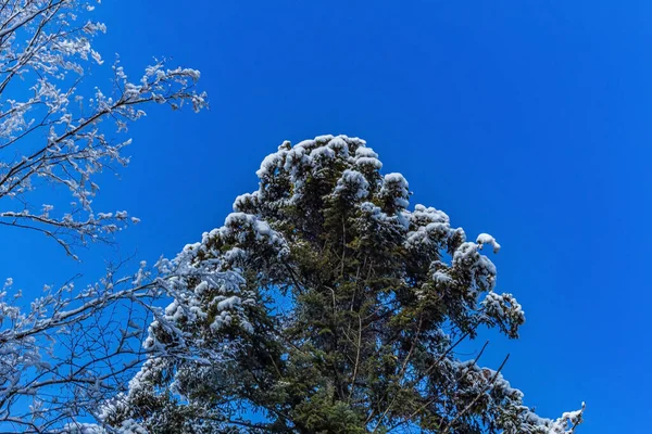 Karla kaplı ağaçlarla kaplı kış manzarası