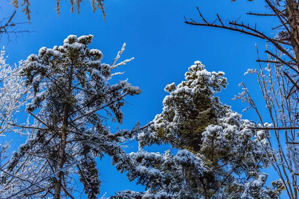 Karlı kış manzarası