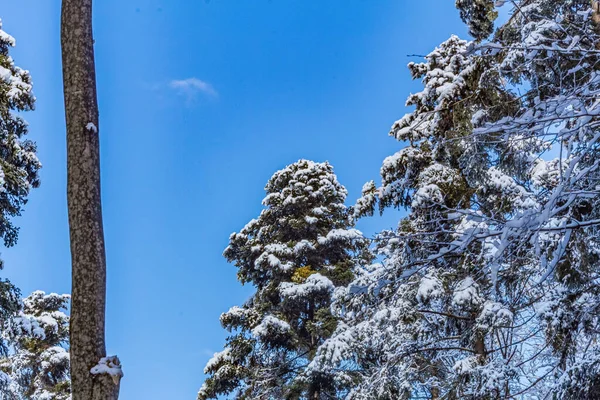 Karlı kış ormanı - ağaçlarla kaplı