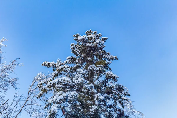 Ormanda kış kar ağacı