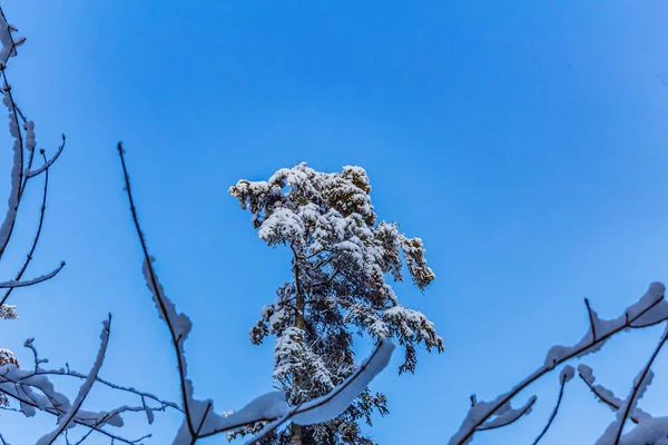 Karla kaplı ağaçlarla kaplı kış manzarası