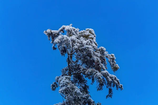 Dağlarda kış manzarası