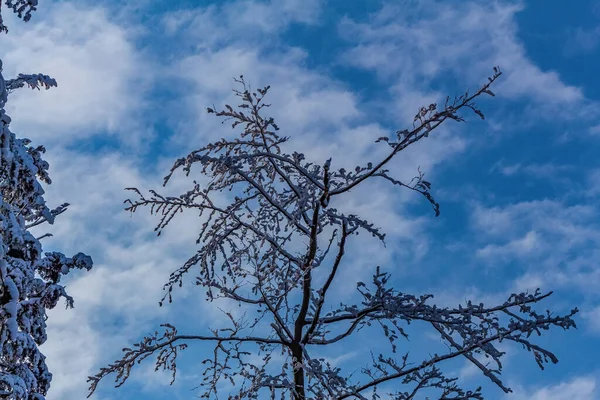 Ağaç dalı karla kaplı arkaplandığında - kış manzarası