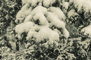 Karla kaplı çam ağacı dalları. kış ormanı