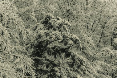 Karlı ağaçlarla kaplı kış manzarası