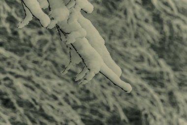 Karla kaplı ağaç dalı