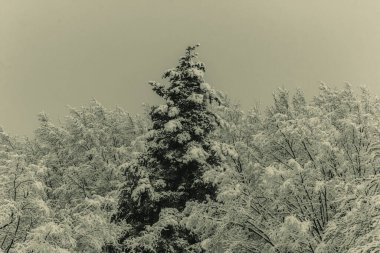 Kış ağaçları ve karla kaplı orman. Soğuk havada kış manzarası.