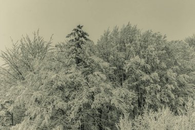 Karla kaplı ağaçlarla kaplı kış manzarası