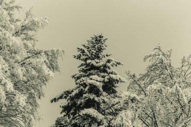 Ağaçlar ve karla kaplı kış manzarası