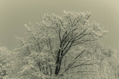 Kışın karda bir ağaç