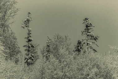 Karla kaplı ağaçların siyah beyaz fotoğrafı