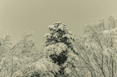 Ormanın güzel manzarası