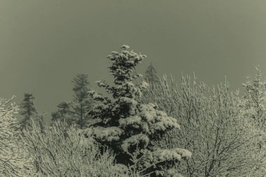 Kış manzarası. Karla kaplı köknar ağacı.