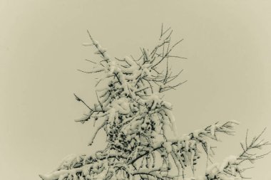 Ormanda karla kaplı çam ağacı