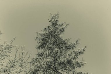 Ağaçlar ve karla kaplı kış manzarası