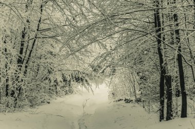 Kış ormanı karla kaplı - bir kış günü ormanda yol kapalı