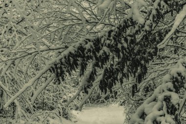 Rusya 'da kış ormanı