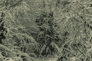 kar kaplı ağaç dalı