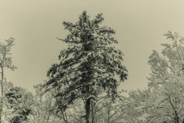 Karla kaplı ağaçlarla kaplı kış manzarası