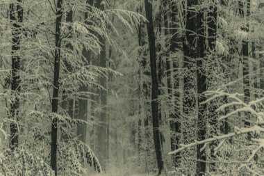 Karla kaplı ağaçlarla kaplı kış manzarası