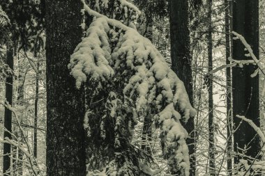 çam ağaçları kar