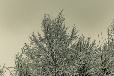 Karla kaplı kış ağaçları