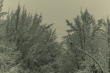 Karla kaplı ağaçlarla kaplı kış manzarası