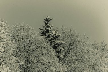 Parkın kış manzarası.