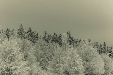Ormanda karla kaplı güzel bir manzara.
