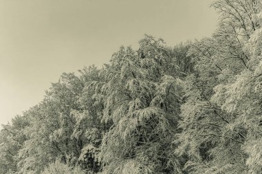 Ağaçlar kışın dağlarda karla kaplanır.