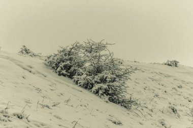 Karla kaplı ağaçlarla kaplı güzel kış manzarası