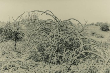 tarladaki kuru otlar