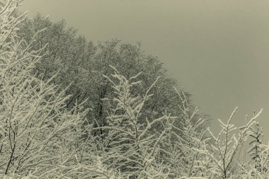 Kar - kışın ağaçların dalları