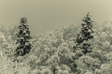 Çam ağaçları kış ormanlarında karla kaplıdır.