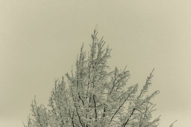 Ormanda kış manzarası