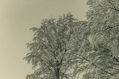 Parktaki güzel ağaç. Doğada kış, ağaçlar. Kış manzarası.