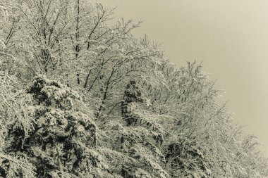 Güzel kış manzara, kar