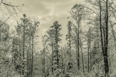 Sonbaharda karanlık orman
