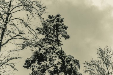 Kış Ormanında Karla Kaplanmış Ağaçlar